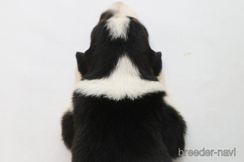 成約済の神奈川県のボーダーコリー-342036の2枚目